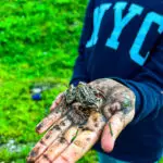 Eine Person in einem dunkelblauen Pullover mit der Aufschrift "NYC" hält eine braune, gesprenkelte Kröte in einer schlammverschmierten Hand, im Hintergrund ist grüne Wiese zu sehen.