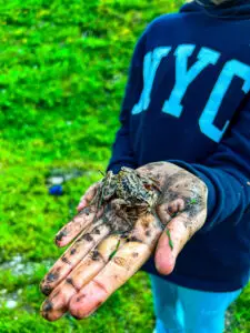 Eine Person in einem dunkelblauen Pullover mit der Aufschrift "NYC" hält eine braune, gesprenkelte Kröte in einer schlammverschmierten Hand, im Hintergrund ist grüne Wiese zu sehen.